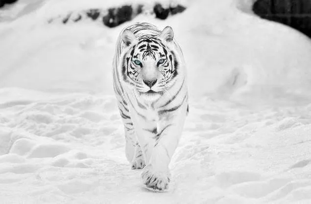 Tigre blanco con ojos azules caminando sobre terreno cubierto de nieve en la naturaleza