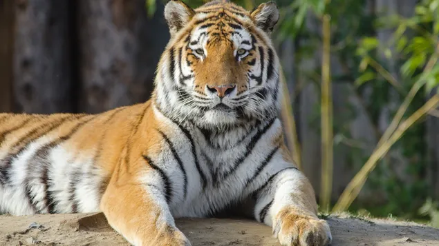 Tijger download