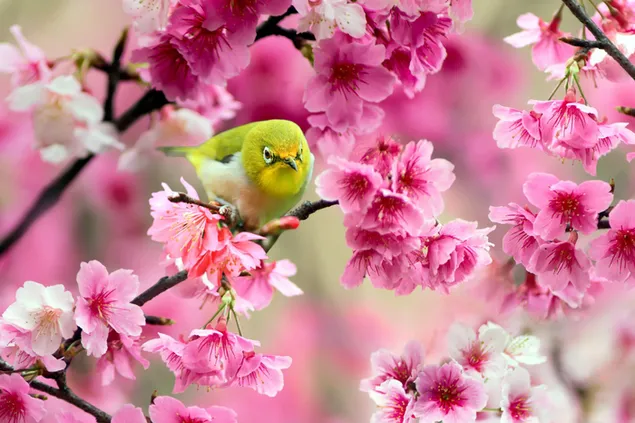 ピンクの春の花の小さな鳥 2K 壁紙