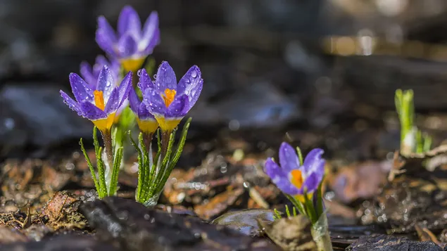 Tiny Crocus  4K wallpaper