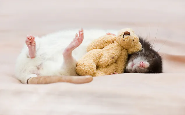 Anak tikus kecil terbungkus boneka beruang unduhan