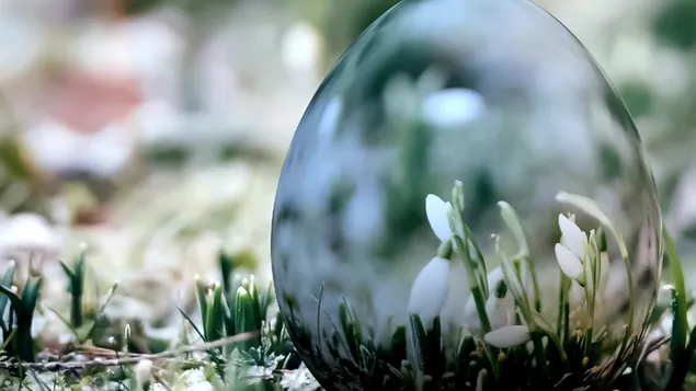 piccolo fiore bianco in una bolla simile a un uovo scarica