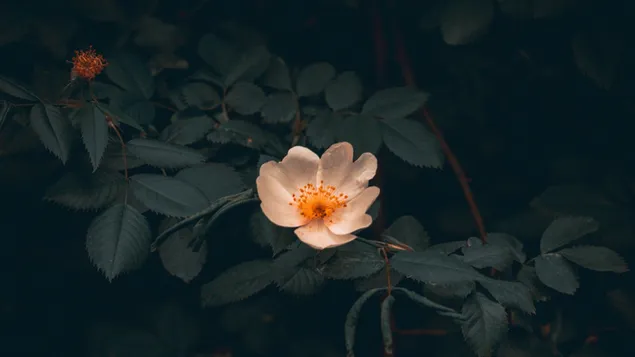 Kleine weiße Blume HD Hintergrundbild