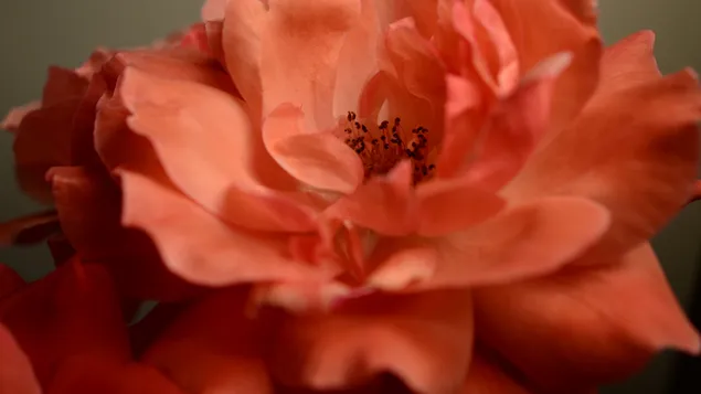 Rote Blume der Tomate herunterladen