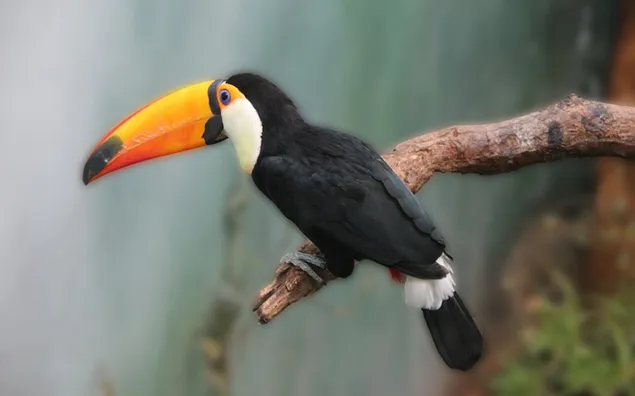 Toucan-Vogel, der auf Ast im Wald steht 2K Hintergrundbild