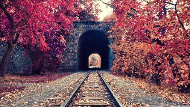 Via del tren i túnel amb fulles grogues vermelles de tardor baixada