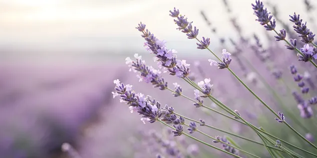 Pürüzsüz ve Zarif Bir Karışımla Sakin Lavantadan Beyaza Geçiş Kaplaması 4K duvar kağıdı