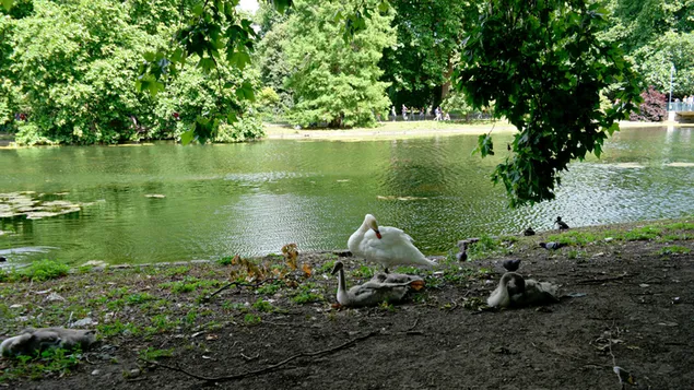 taisteal go londain agus tabhair cuairt ar ghairdin palas buckingham ioslodail