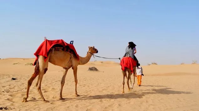 アラブ首長国連邦への旅行-砂漠のサファリキャメルライド
