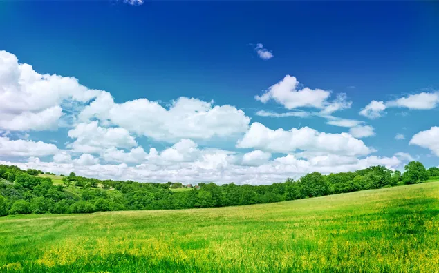 Árbol y vista de campo verde en tiempo nublado 2K fondo de pantalla