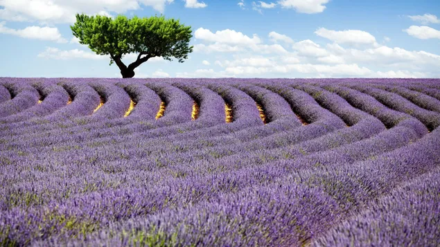Baum- und Lavendelfeld bei bewölktem Wetter HD Hintergrundbild