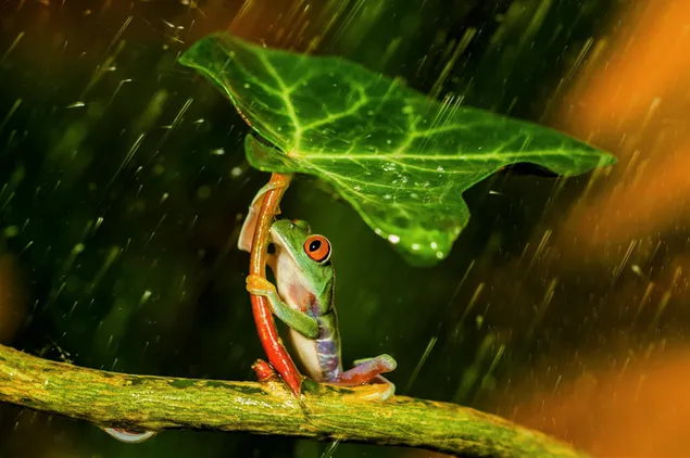 Frog Crann ag baint úsáide as Leaf le haghaidh Umbrella íoslódáil
