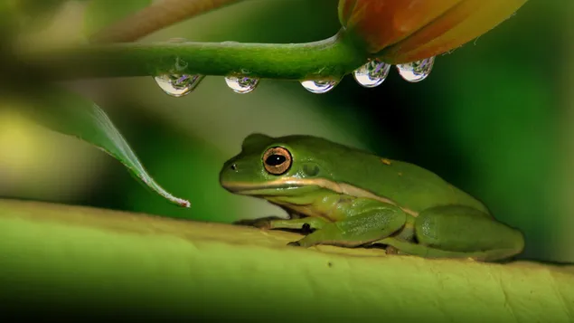 Tree Frog download
