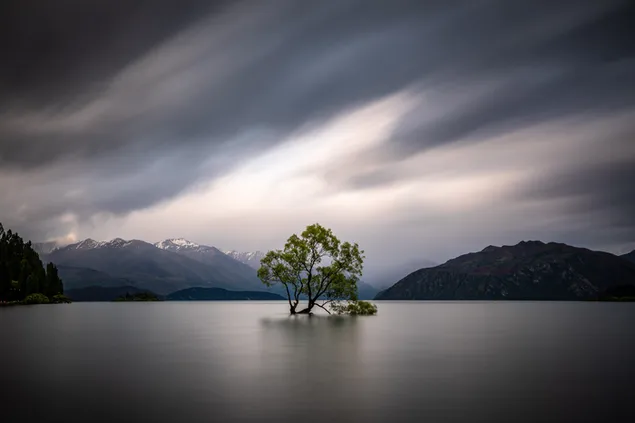 Wa Na Qia Hu Zhong De Shu (Xin Xi Lan )Xia Zai