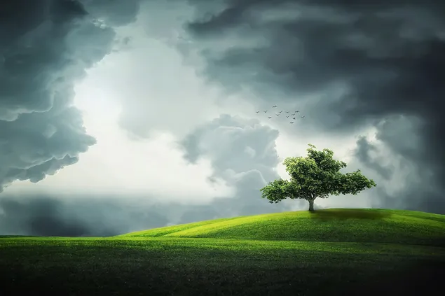paisaje de árboles en tiempo nublado descargar