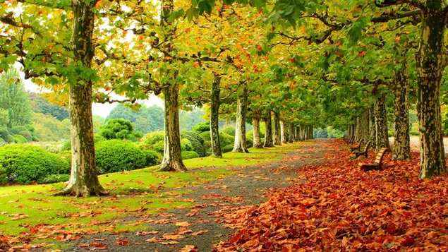 Daun pohon dan bangku jatuh ke jalan di musim gugur HD wallpaper