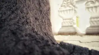 Árbol de la vida 4K fondo de pantalla