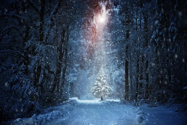 Tree on Snowy Winter Road download
