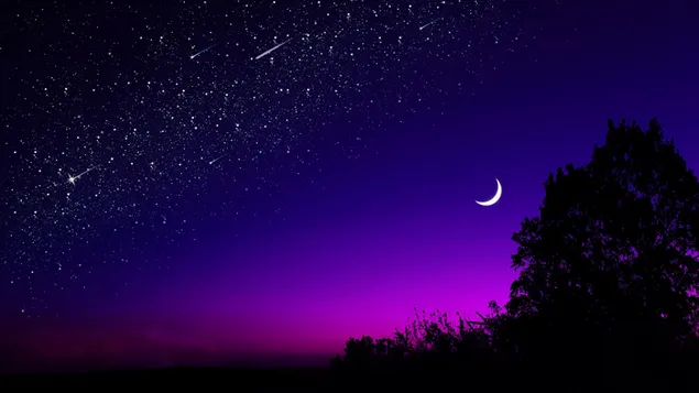 Tree silhouette in starry night moonlight