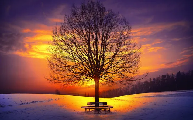 Pohon dengan sinar matahari musim dingin yang damai