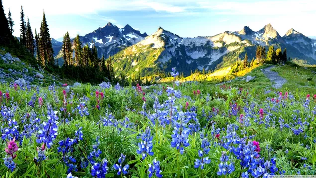 Преземете Дрвја и црвени виолетови планински цвеќиња во подножјето на снежните ридови