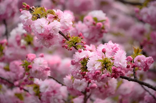 Los árboles florecen en primavera 2K fondo de pantalla
