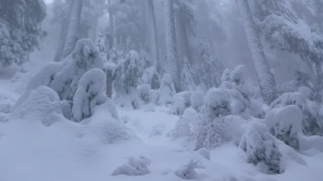 Trees covered in snow 2K wallpaper