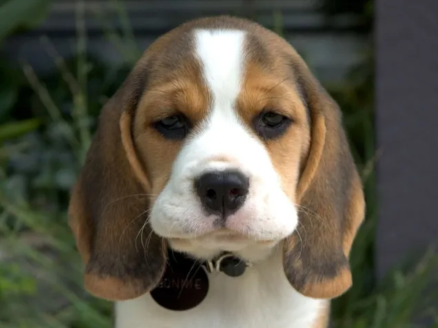 Driekleurige beagle pup
