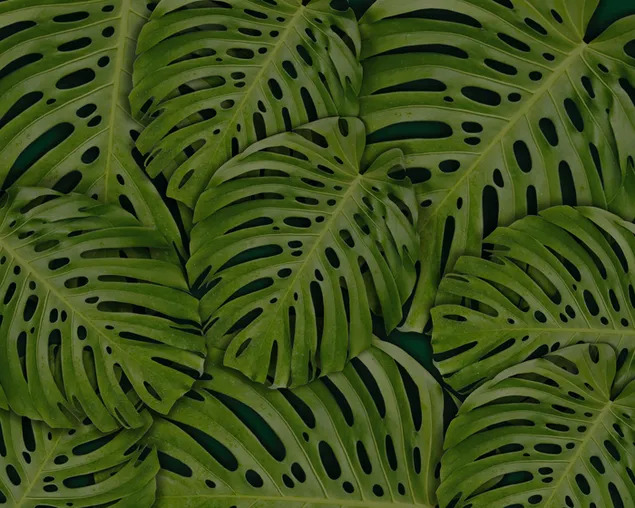 Tropische Pflanze - Blatt mit Löchern 4K Hintergrundbild