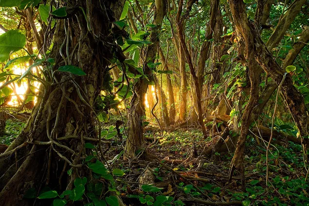 Bosque tropical HD fondo de pantalla