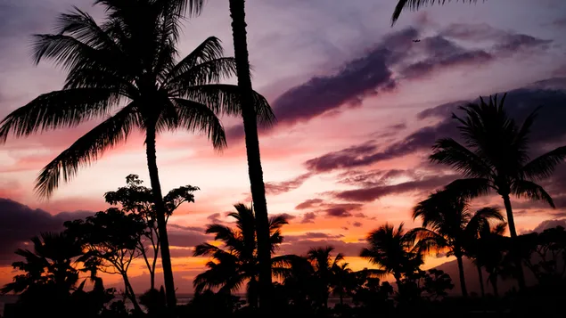 Vista tropical (puesta de sol)