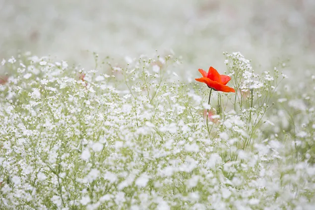 Преземете Цветот на црвен афион се издвојува меѓу белото цветно поле Gypsophila