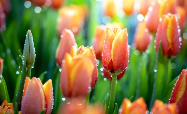 Tulip dan hujan unduhan