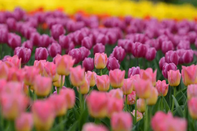 campo de tulipanes descargar