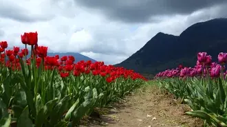 Tapeta Tulipán 4K