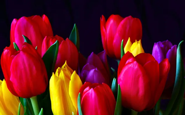 tulipán multicolor