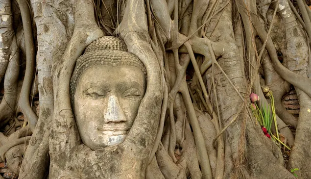 Tulipanes en tronco de árbol polvoriento y símbolo religioso del budismo en el tronco