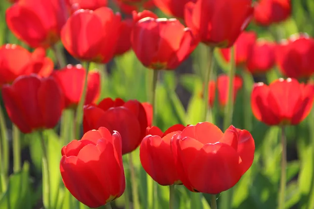 Tulipanes rojos florecientes