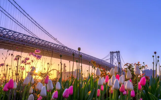 Поглед на лалиња и мост во пролет (Њу Јорк - пролет) HD тапет