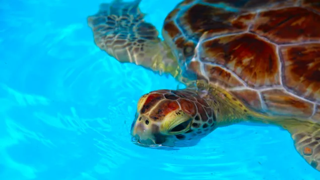 Turtle in blue water