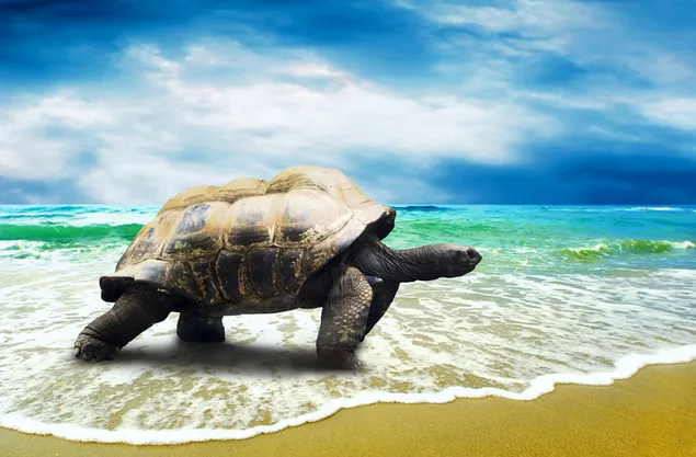 Schildkröte beim Sonnenbaden am Strand bei sonnigem Wetter