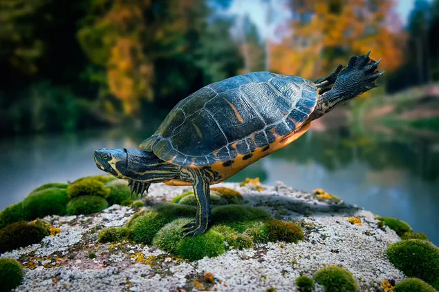 Schildkröte, die zwischen den Algen schwimmt