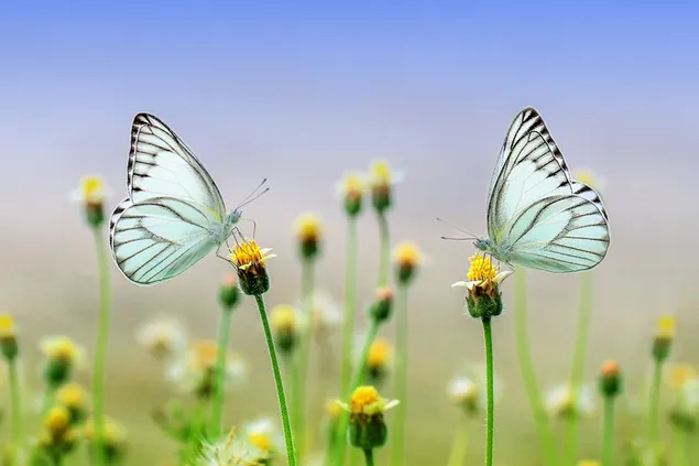 Twee mooie witte vlinders in een gele bloem download