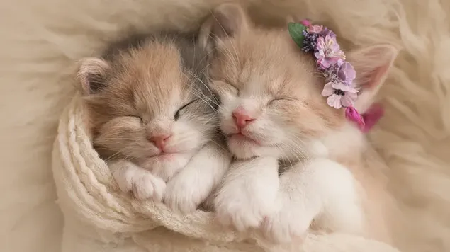 Twee schattige gele en witte kittens slapen in pluizig bed