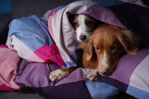 Twee schattige puppy's gluren door het dekbed op het bed