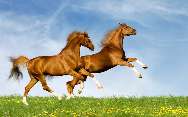 Twee mooie bruine paarden die op het gras en gele bloemen in de zonnige open lucht lopen 2K achtergrond