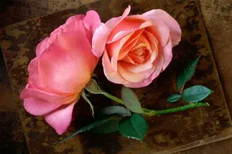 Dos hermosas rosas rosadas HD fondo de pantalla