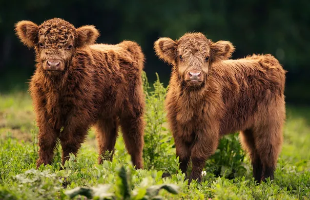 Two cute brown calves in the field in green plants