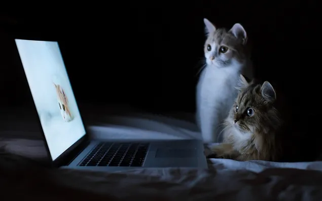 Zwei süße Katzen, die auf den Computerbildschirm schauen herunterladen