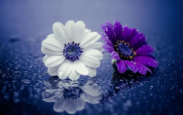 Muat turun Dua bunga daisy warna ungu dan warna putih